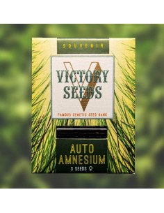 Victory Seeds - Auto Amnesium - 1