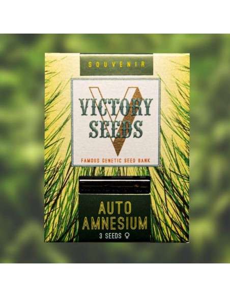 Victory Seeds - Auto Amnesium - 1