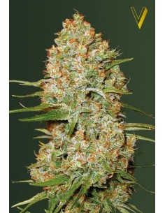 Victory Seeds - Auto Amnesium - 1 2