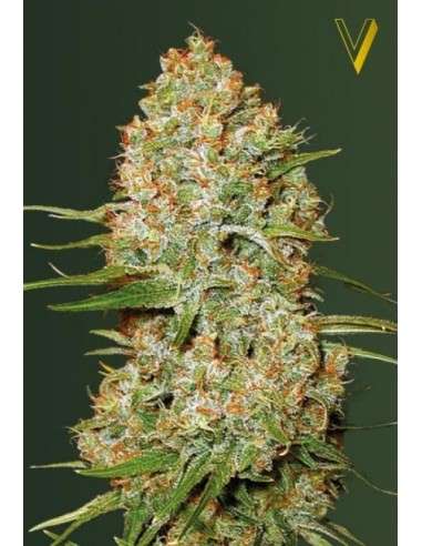 Victory Seeds - Auto Amnesium - 2