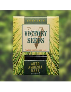 Victory Seeds - Auto Amnesia Haze - 1