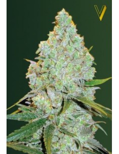 Victory Seeds - Auto Amnesia Haze - 1 2