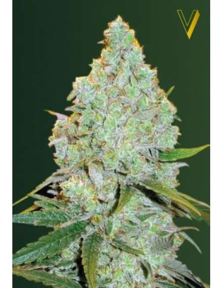Victory Seeds - Auto Amnesia Haze - 2