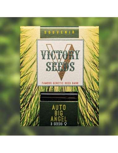 Victory Seeds - Auto Big Angel - 1