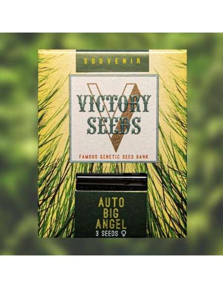 Victory Seeds - Auto Big Angel - 1