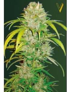 Victory Seeds - Auto Big Angel - 1 2