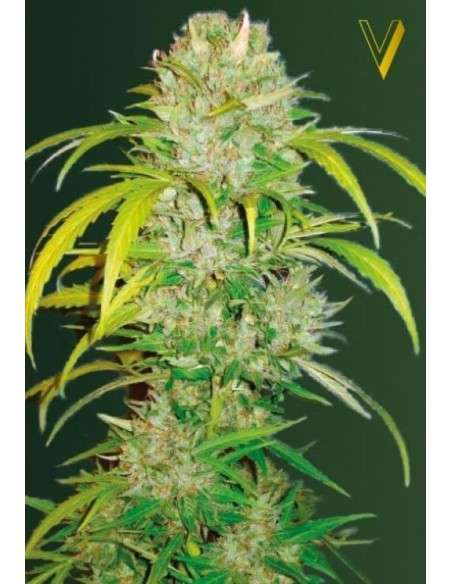 Victory Seeds - Auto Big Angel - 2