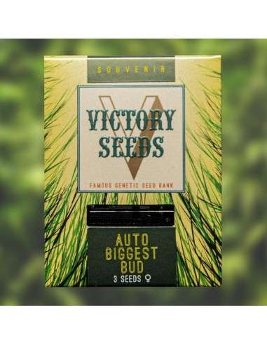 Victory Seeds - Auto Biggest Bud - 1