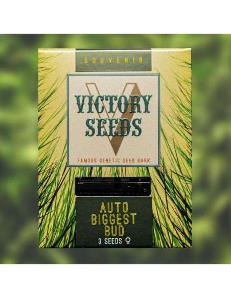 Victory Seeds - Auto Biggest Bud - 1