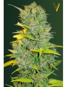 Victory Seeds - Auto Biggest Bud - 1 2