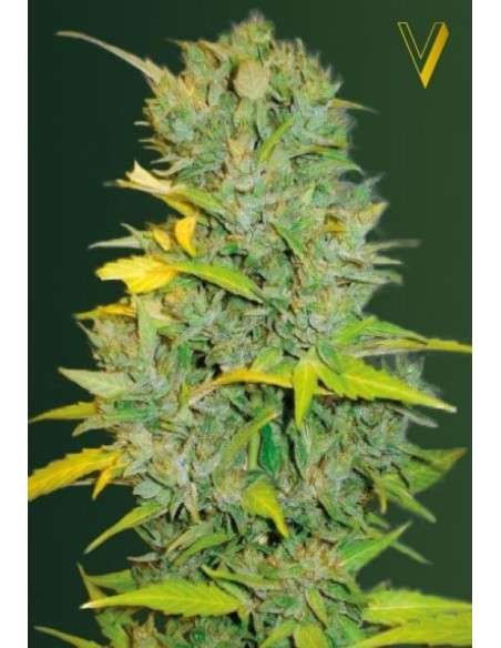 Victory Seeds - Auto Biggest Bud - 2