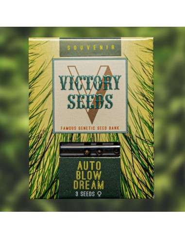 Victory Seeds - Auto Blow Dream - 1