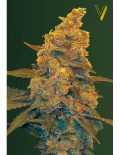 Victory Seeds - Auto Blow Dream - 1 2
