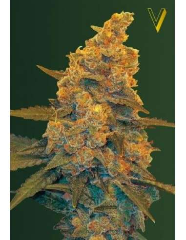 Victory Seeds - Auto Blow Dream - 2