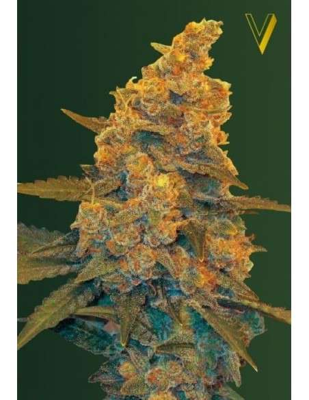 Victory Seeds - Auto Blow Dream - 2