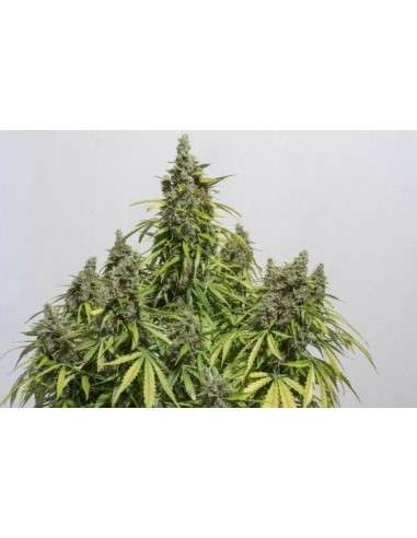 DUTCH PASSION - Auto Mazar - 3