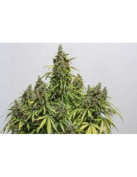 DUTCH PASSION - Auto Mazar - 3