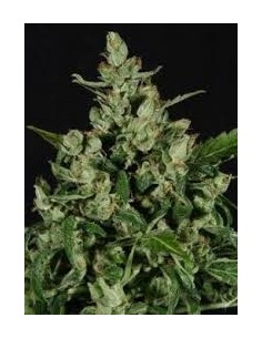 GREEN LABEL - Auto Widow - 1