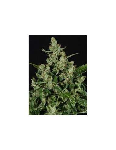 GREEN LABEL - Auto Widow - 1