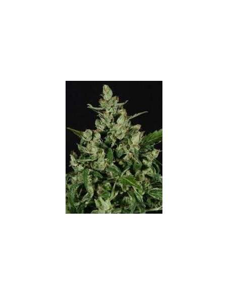 GREEN LABEL - Auto Widow - 1