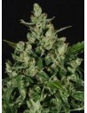 GREEN LABEL - Auto Widow - 1
