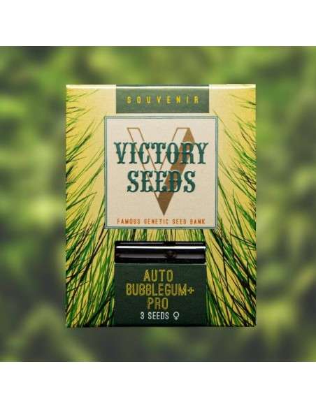 Victory Seeds - Auto Bubblegum+ Pro - 1