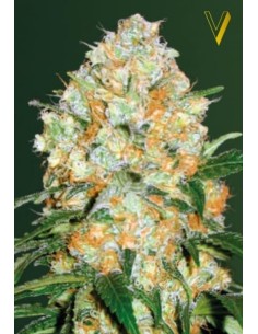 Victory Seeds - Auto Bubblegum+ Pro - 1 2
