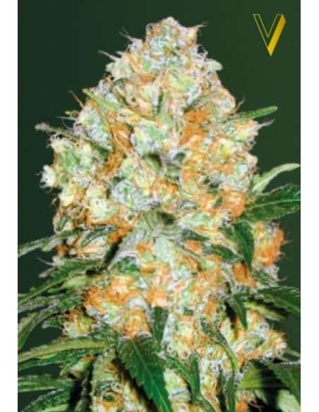 Victory Seeds - Auto Bubblegum+ Pro - 2