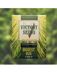 Victory Seeds - Biggest Bud - 1