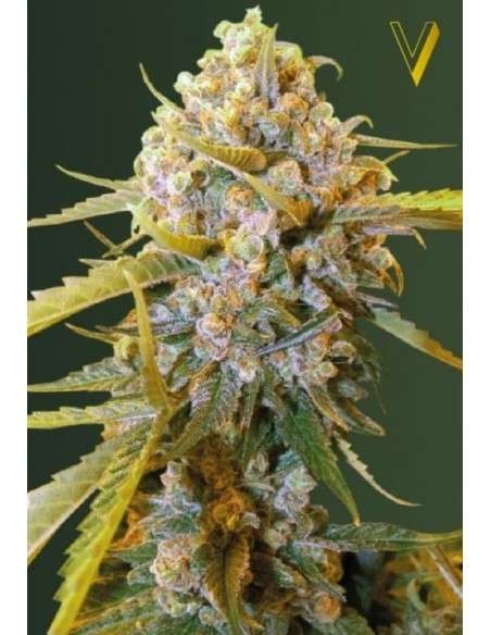 Victory Seeds - Biggest Bud - 2