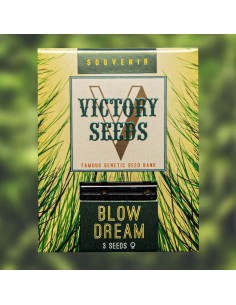 Victory Seeds - Blow Dream - 1