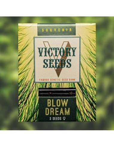 Victory Seeds - Blow Dream - 1