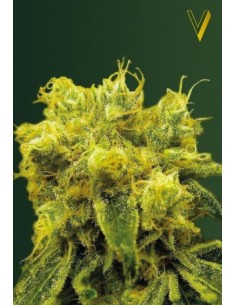 Victory Seeds - Blow Dream - 1 2