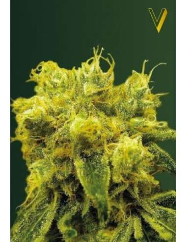 Victory Seeds - Blow Dream - 2