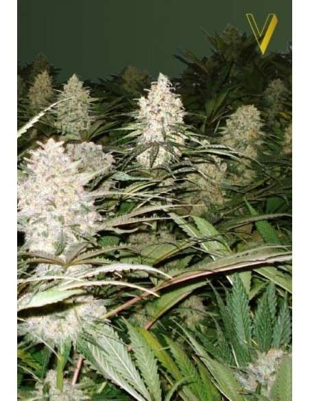 Victory Seeds - Bubblegum+ Pro - 2