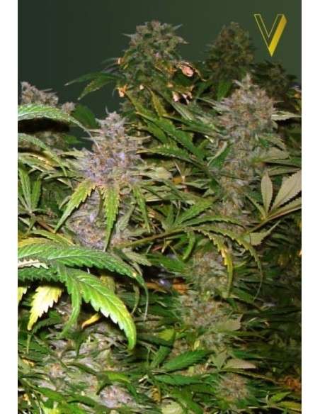 Victory Seeds - Bubblegum+ Pro - 3