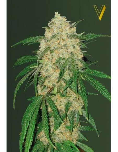 Victory Seeds - Bubblegum+ Pro - 4
