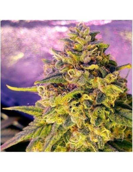 NIRVANA - Bubblelicious Auto - 1