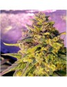 NIRVANA - Bubblelicious Auto - 1
