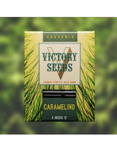 Victory Seeds - Caramelino - 1