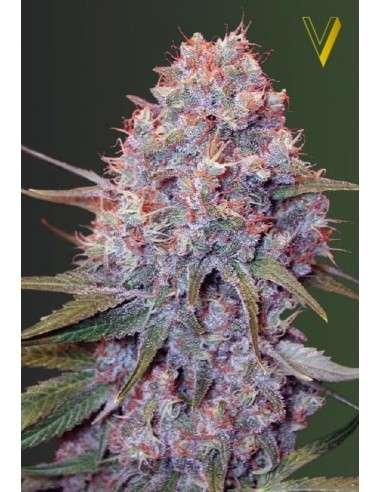 Victory Seeds - Caramelino - 2