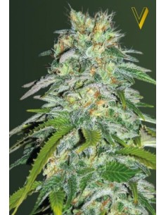 Victory Seeds - Parmesan - 1 2