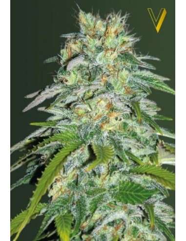Victory Seeds - Parmesan - 2
