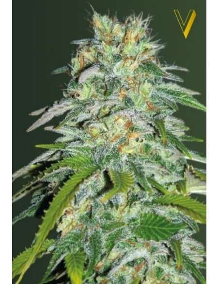 Victory Seeds - Parmesan - 2