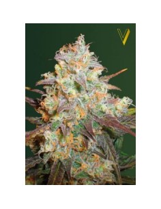 Victory Seeds - Chocodope - 1 2