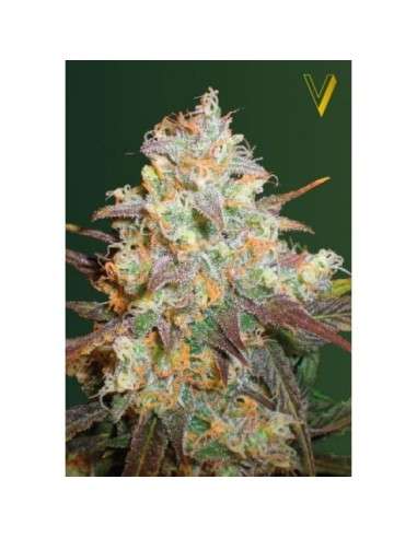 Victory Seeds - Chocodope - 2