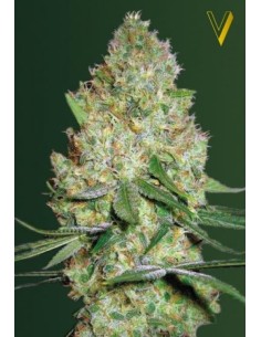 Victory Seeds - Chronic Monster XXL - 1 2