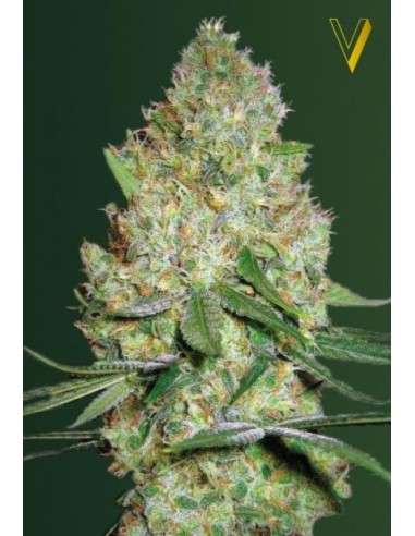 Victory Seeds - Chronic Monster XXL - 2