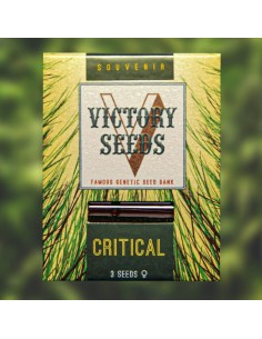 Victory Seeds - Critical - 1