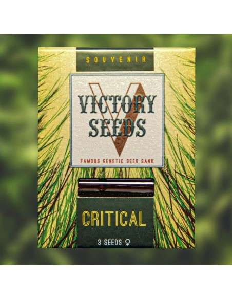 Victory Seeds - Critical - 1
